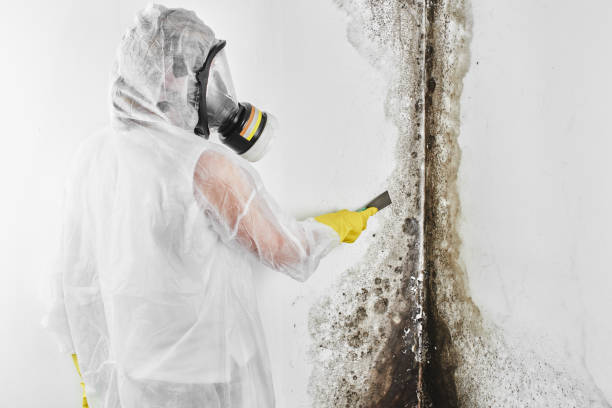 Best Commercial Mold Removal  in Fayette, LA