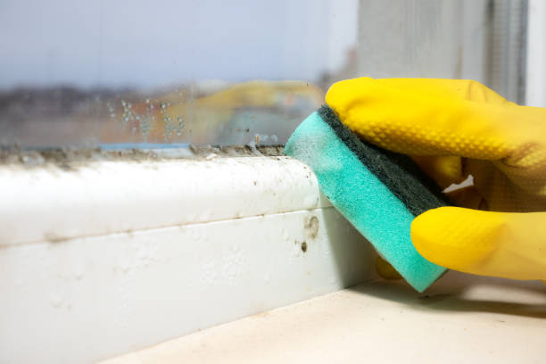 Best Mold Cleaning Services  in Fayette, LA