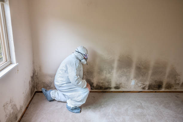 Best Mold Removal and Inspection  in Fayette, LA