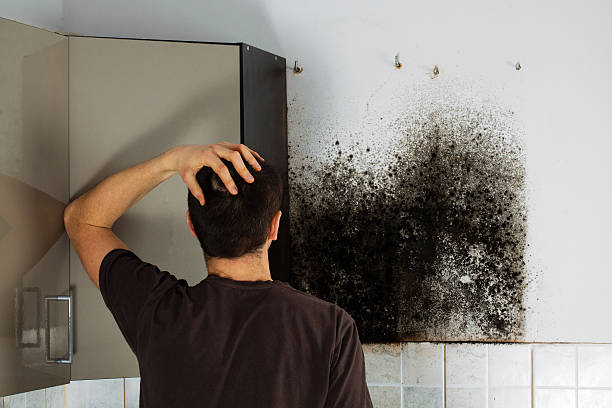 Best Residential Mold Removal  in Fayette, LA