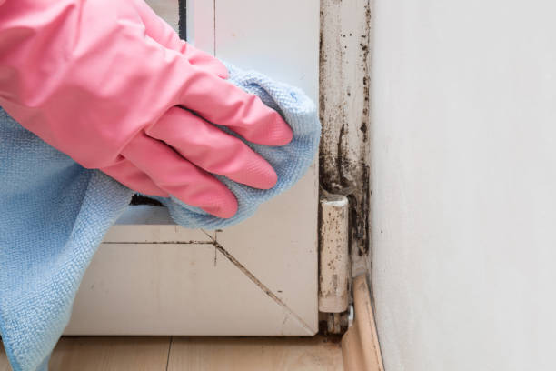 Best Toxic Mold Removal  in Fayette, LA